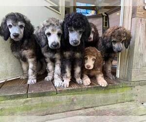 Poodle (Standard) Litter for sale in WESSON, MS, USA