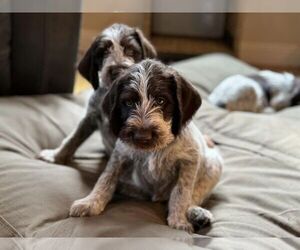German Wirehaired Pointer Litter for sale in JULIAN, CA, USA