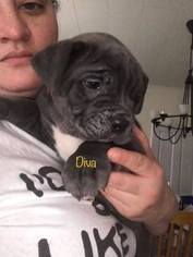 Cane Corso Litter for sale in ALLENTOWN, PA, USA