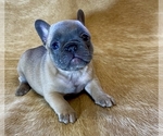Small Photo #1 French Bulldog Puppy For Sale in SOMERS, MT, USA