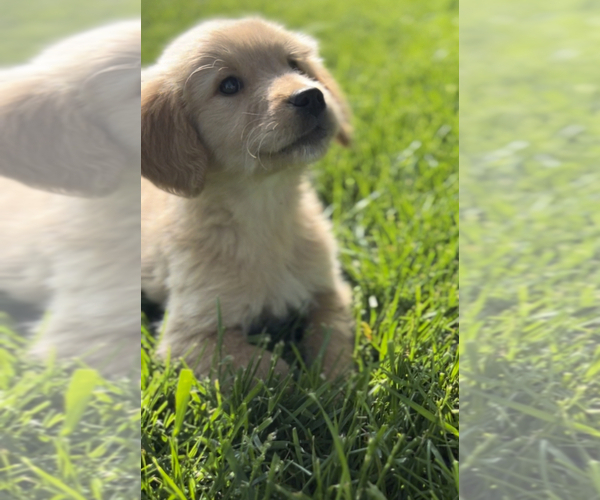 Medium Photo #1 Golden Retriever Puppy For Sale in EDWARDSBURG, MI, USA