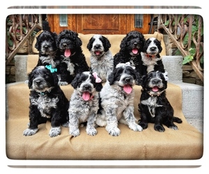 Portuguese Water Dog Litter for sale in RIGBY, ID, USA