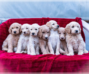 Goldendoodle-Poodle (Standard) Mix Litter for sale in WAKARUSA, IN, USA