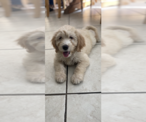 Goldendoodle Litter for sale in ANAHEIM, CA, USA