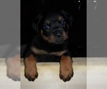 Small Photo #1 Rottweiler Puppy For Sale in OKTAHA, OK, USA