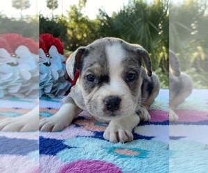 American Bulldog-Miniature Bull Terrier Mix Litter for sale in DAYTONA BEACH, FL, USA