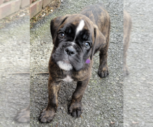 Boxer Litter for sale in CATSKILL, NY, USA