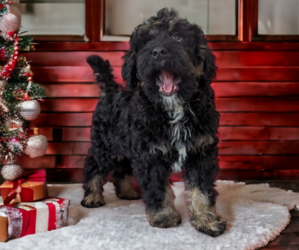 Miniature Bernedoodle Litter for sale in PLACERVILLE, CA, USA