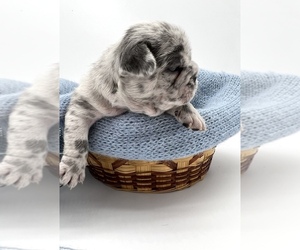 French Bulldog Litter for sale in VANCOUVER, WA, USA