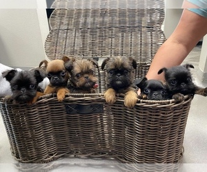 Brussels Griffon Litter for sale in WAVERLY, IA, USA