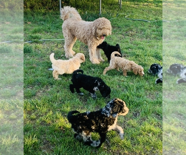 Medium Photo #1 Goldendoodle Puppy For Sale in SOMERSET, KY, USA