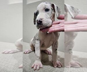 Great Dane Litter for sale in FORNEY, TX, USA