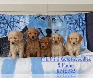 Goldendoodle (Miniature) Litter for sale in TOPEKA, IN, USA