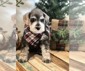 Schnauzer (Miniature) Litter for sale in NEW PALESTINE, IN, USA