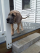 Small Photo #1 Great Dane Puppy For Sale in DANIELSON, CT, USA