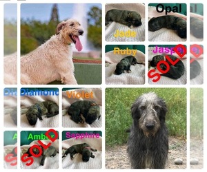 Irish Wolfhound Litter for sale in CALDWELL, ID, USA