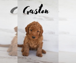 Goldendoodle (Miniature) Litter for sale in ELGIN, TX, USA
