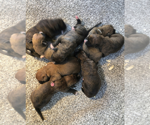 Boxer Litter for sale in LICKING, MO, USA
