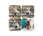Small Photo #1 French Bulldog Puppy For Sale in DENVER, NC, USA