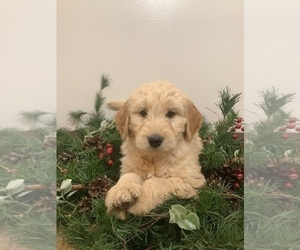 Goldendoodle Litter for sale in HILLSBORO, WI, USA