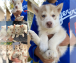 Small Photo #1 Siberian Husky Puppy For Sale in HESPERIA, CA, USA