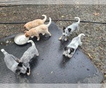 Small Photo #1 Australian Cattle Dog Puppy For Sale in TOWNSEND, DE, USA
