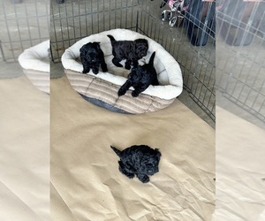 Cockapoo Litter for sale in DENVER, NC, USA