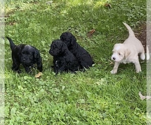 Goldendoodle Litter for sale in COGAN STATION, PA, USA