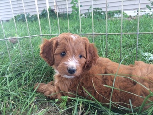 Brittany-Poodle (Miniature) Mix Litter for sale in CUBA, IL, USA