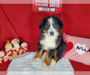 Bernese Mountain Dog Litter for sale in BLACK FOREST, CO, USA