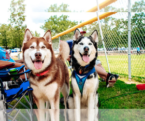 Medium Alaskan Husky-Siberian Husky Mix