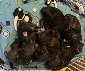 Boxer Litter for sale in LANSING, MI, USA