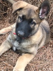 Malinois Litter for sale in GREENWOOD, SC, USA