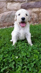 Goldendoodle Litter for sale in MANHEIM, PA, USA
