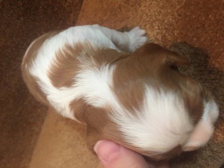 Cavalier King Charles Spaniel Litter for sale in FREDERICK, MD, USA