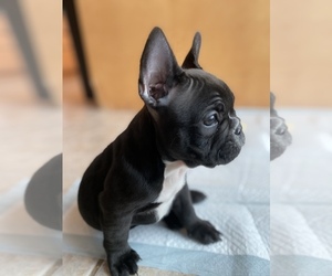 French Bulldog Litter for sale in SACRAMENTO, CA, USA