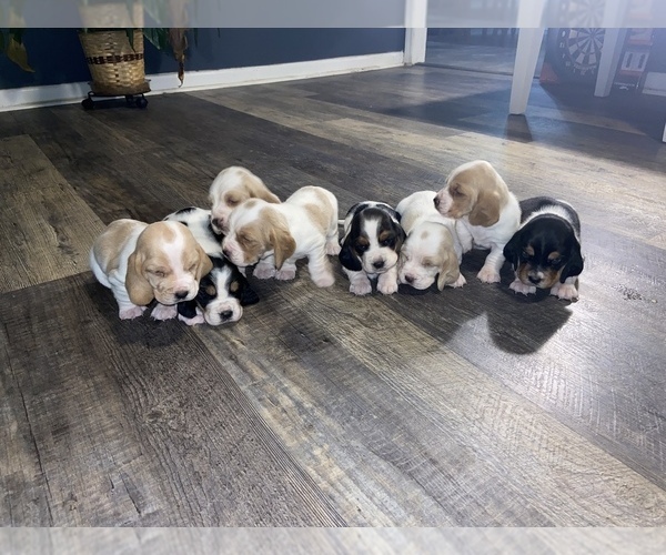 Medium Photo #1 Basset Hound Puppy For Sale in PULASKI, TN, USA