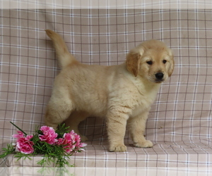 Golden Retriever Litter for sale in WARSAW, OH, USA