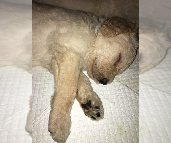 Medium Photo #1 Goldendoodle Puppy For Sale in COLCHESTER, CT, USA