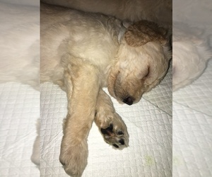 Goldendoodle Litter for sale in COLCHESTER, CT, USA
