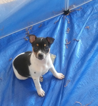 Medium Photo #1 Rat Terrier Puppy For Sale in SPRING HILL, KS, USA