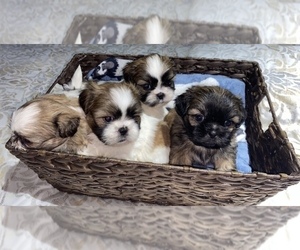 Shih Tzu Litter for sale in VALLEY CENTER, CA, USA