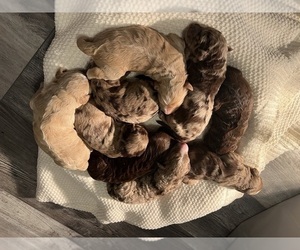 Aussiedoodle-F2 Aussiedoodle Mix Litter for sale in TRENTON, TN, USA