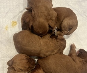 Cavapoo Litter for sale in NORTH AUGUSTA, SC, USA