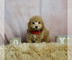 Poodle (Toy) Litter for sale in WARSAW, IN, USA
