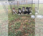 Small Photo #1 Australian Shepherd Puppy For Sale in GILMER, TX, USA