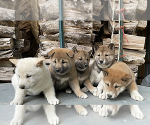 Shiba Inu Litter for sale in NEW ATHENS, IL, USA