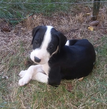 Medium Photo #1 Great Dane-Labrador Retriever Mix Puppy For Sale in ESTACADA, OR, USA