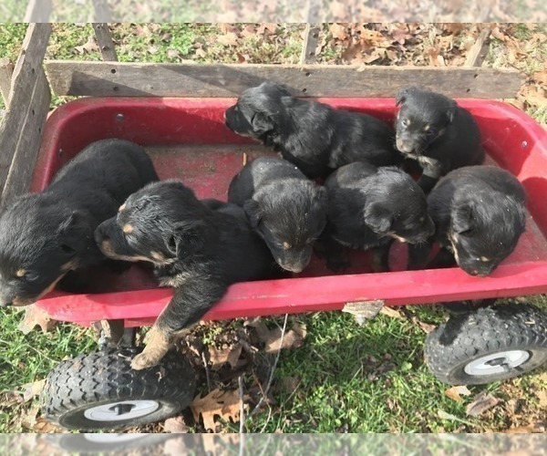 Medium Photo #1 Shepweiller Puppy For Sale in SHELL KNOB, MO, USA