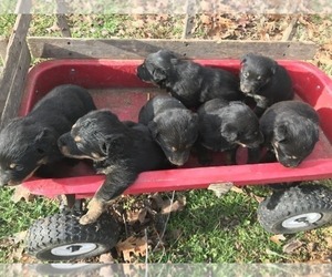 Shepweiller Litter for sale in SHELL KNOB, MO, USA
